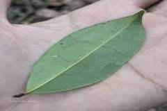 Eugenia utilis